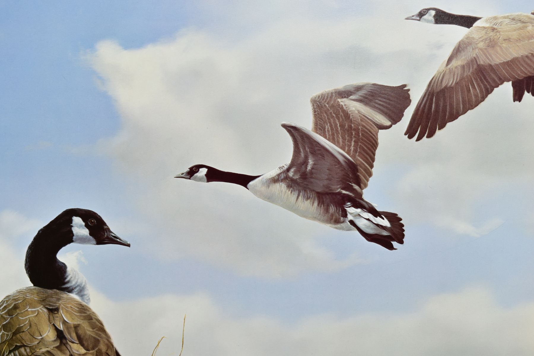 SPENCER HODGE (BRITISH 1943) 'CANADA GEESE' a limited edition print 386/950, signed to lower - Image 2 of 4