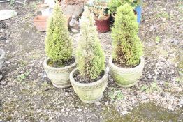 A SET OF THREE MODERN COMPOSITE GARDEN PLANTERS with foliate detail to trunk and small conifers