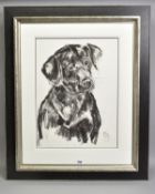 APRIL SHEPHERD (BRITISH CONTEMPORARY) 'BLACK LABRADOR', a portrait study of a dog, initialled bottom
