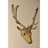 TAXIDERMY - A Stag's head with antlers, height 69cm approximately