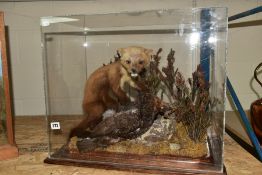 TAXIDERMY, figure of a Pinemartin, in scrubs, standing over a Dead Grouse, base measuring