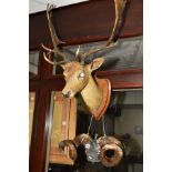 TAXIDERMY INTEREST, a mounted stag head (one eye missing), with mounted rams horns (end cap of one