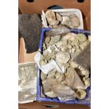 THREE LARGE BOXES OF FOSSILS, to include a variety of small shell fossils, ammonites, clam