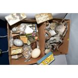 TWO BOXES OF FOSSILS, SHELLS, EMU AND OSTRITCH EGGS, ETC, including ammonites, nautilus shell,