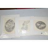 STEVE MACHIN (BRITISH CONTEMPORARY), three pencil sketches of Owls, signed, mounted, unframed,