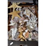 A COLLECTION OF SEA SHELLS, assorted sizes and types, some bagged with a branch of brain coral,