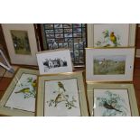 SIX FRAMED PRINTS OF BIRDS by J Gould and H C Richter, all framed and glazed, largest size