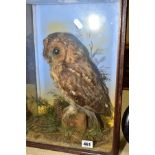 TAXIDERMY AN EARLY 20TH CENTURY TAWNY OWL IN A NATURALISTIC SETTING, approximate height 26cm,