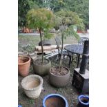 A PAIR OF BROWN COMPOSITE PLANTER'S with planted fur trees, diameter 49cm x 40cm to top of planter