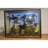 TAXIDERMY, A LATE VICTORIAN/EDWARDIAN GLAZED CABINET containing a swallow, a blackbird, a thrush,