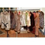 FIVE LADIES CONEY FUR JACKETS, in assorted colours together with a Coney Gillet, a dark brown Beaver