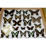 ENTOMOLOGY INTEREST:- a display case containing twenty butterflies including Papilio Gambrisius,