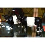 TWO BESWICK BELTED GALLOWAY COWS, No. 4113a (one with restored tail) (2)