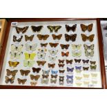 ENTOMOLOGY INTEREST, a glazed display case of British butterflies, including Purple Emperor,