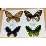 ENTOMOLOGY INTEREST, a glazed display case containing male and female Ornithoptera Urvillianus