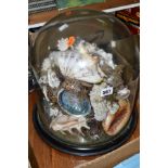 A VICTORIAN GLASS DOME ON AN EBONISED CIRCULAR BASE CONTAINING A DISPLAY OF SEASHELLS AND FOLIAGE,