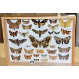 LEPIDOPTERA, a glazed display case of thirty one British and European moths, to include 'Deaths-Head