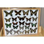 ENTOMOLOGY, a glazed display case of twenty two large Tropical Swallowtails, to include 'Papiwo