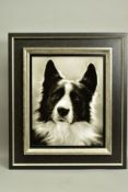 STEVEN SMITH (BRITISH 1974), 'Collie', a portrait of a Collie Dog, signed bottom right, air brush on