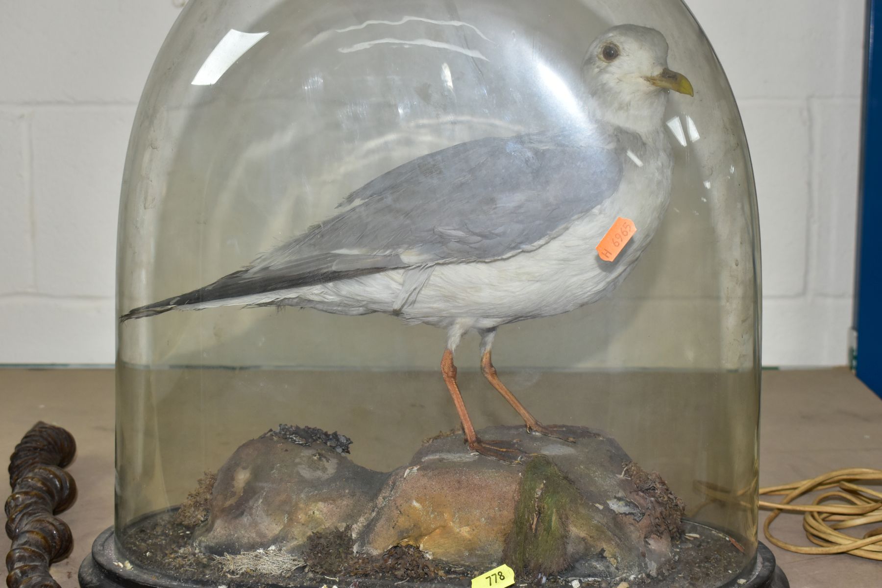 A TAXIDERMY STUDY OF A SEAGULL UNDER A GLASS DOME, total height approximately 43cm, together with - Image 2 of 4