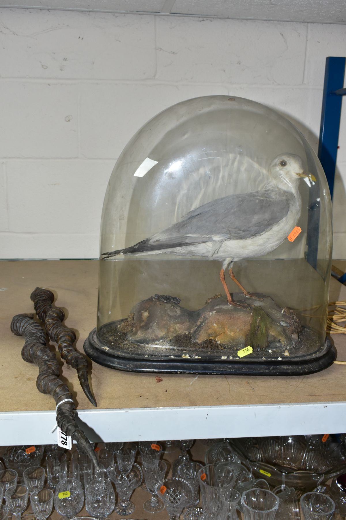 A TAXIDERMY STUDY OF A SEAGULL UNDER A GLASS DOME, total height approximately 43cm, together with
