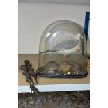 A TAXIDERMY STUDY OF A SEAGULL UNDER A GLASS DOME, total height approximately 43cm, together with