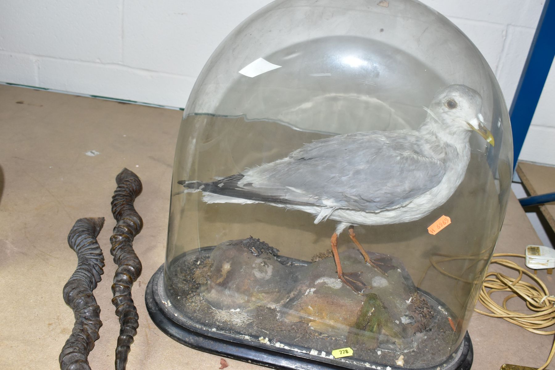 A TAXIDERMY STUDY OF A SEAGULL UNDER A GLASS DOME, total height approximately 43cm, together with - Image 3 of 4