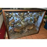 TAXIDERMY - A LATE VICTORIAN GLAZED CASE CONTAINING A DISPLAY OF GAME BIRDS AND GARDEN BIRDS, two
