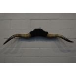 TAXIDERMY, A PAIR OF HIGHLAND COW HORNS, length 161cm