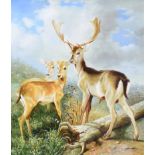 Gnash - DEER STUDY - Oil on Board - 24 x 20 inches - Signed