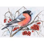 Andy Saunders - BULLFINCH - Watercolour Drawing - 5 x 7 inches - Signed