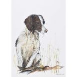 M.P. Stevenson - GUN DOG - Watercolour Drawing - 14 x 10 inches - Signed