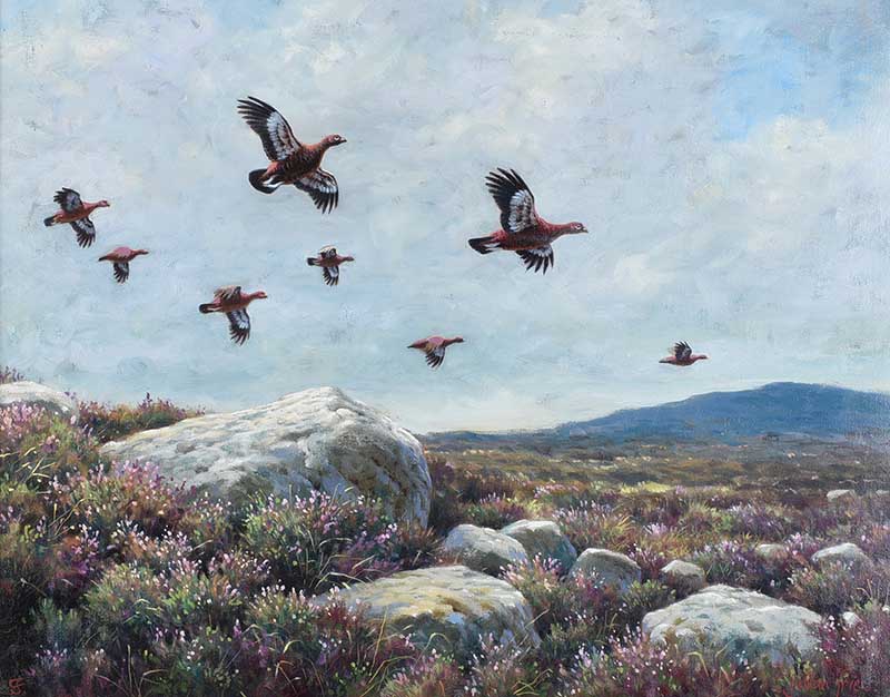 Julian Friers, RUA - GROUSE OVER THE MOORS - Oil on Canvas - 16 x 20 inches - Signed