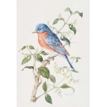 Anne Marie Trechslin - EASTERN BLUEBIRD - Watercolour Drawing - 9 x 7 inches - Signed in Monogram
