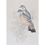 Brian H.P. Keady - PIGEONS - Watercolour Drawing - 17 x 12 inches - Signed