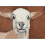 Con Campbell - GOAT - Oil on Board - 6 x 8 inches - Signed