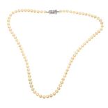 MIKIMOTO STRAND OF PEARLS