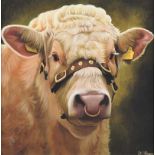 Keith Glasgow - SHOW BULL - Coloured Print on Canvas - 12 x 12 inches - Unsigned