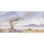 Jim Holmes - FAIRY THORN, COUNTY DONEGAL - Oil on Board - 6 x 12 inches - Signed