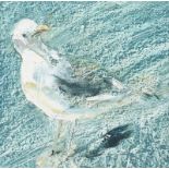 Con Campbell - GULL ON GREAT BLASKET ISLAND - Oil on Board - 6 x 6 inches - Signed