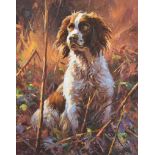 Donal McNaughton - SPRINGER IN THE WOODS - Oil on Board - 20 x 16 inches - Signed
