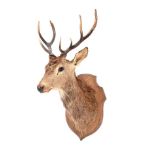 WALL MOUNTED STAG'S HEAD