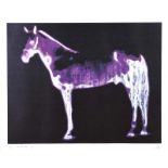 Ross Wilson, ARUA - LUNA, HORSE OF LORCA - Limited Edition Coloured Print (12/100) - 17 x 21.5