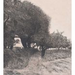 Irish School - PATH THROUGH THE TREES - Black & White Etching - 13 x 12 inches - Unsigned