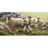 Keith Glasgow - SHEEP BY THE DRY STONE WALL - Coloured Print on Canvas - 10 x 20 inches - Unsigned