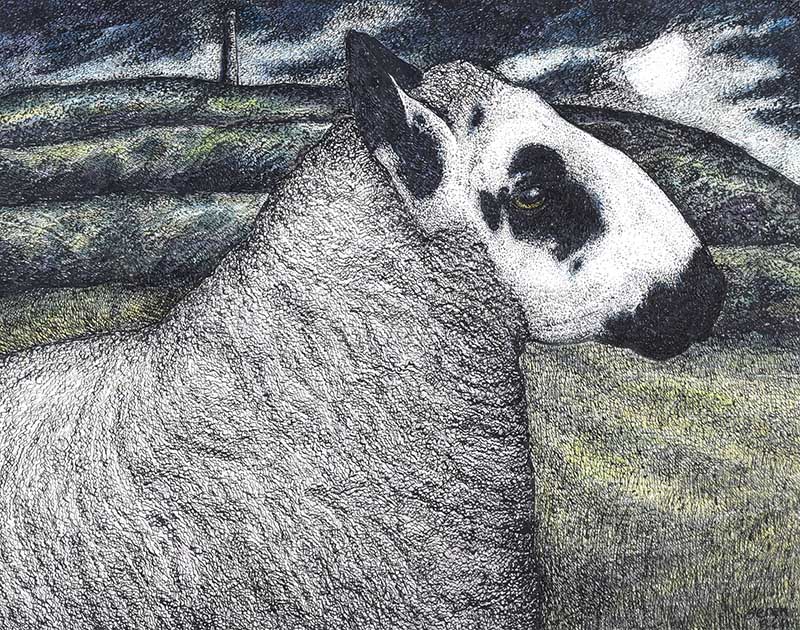 Seren Bell - KERRY HILL RAM - Pen & Ink Drawing with Watercolour Wash - 7.5 x 9.5 inches - Signed