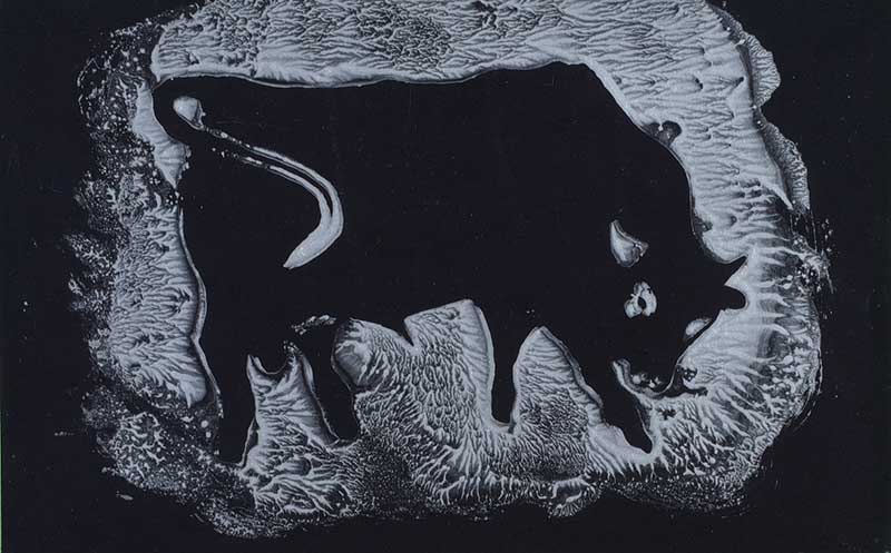 Anthony Weir - BLACK BULL - Monotype Print - 5 x 8 inches - Signed Verso