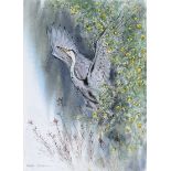 Ralph Thompson - HERON TAKING OFF - Watercolour Drawing - 15 x 11 inches - Signed