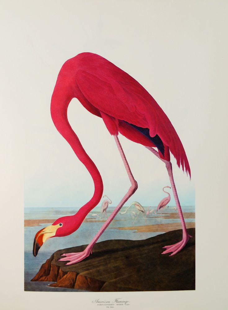 The Audubon Folio, 30 Great Bird Paintings, text by George Dock Jr., published by Harry Abrams Inc., - Image 2 of 3