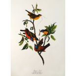 The Audubon Folio, 30 Great Bird Paintings, text by George Dock Jr., published by Harry Abrams Inc.,